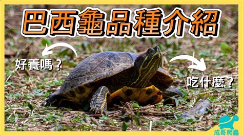 可愛烏龜品種 巴西龜會咬人嗎